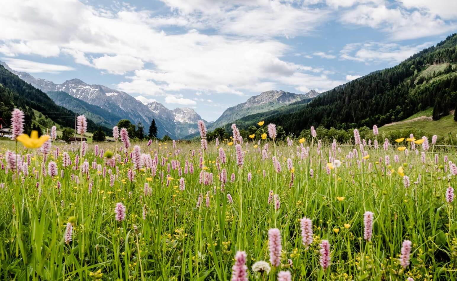 Sonnige Bergwelt in Wagrain © Wagrain-Kleinarl Tourismus/Robert Schabus